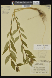 Amsonia tabernaemontana image