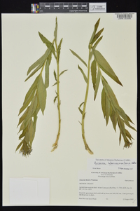 Amsonia tabernaemontana image