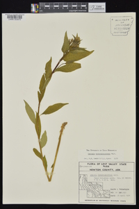 Amsonia tabernaemontana image