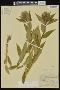 Amsonia tabernaemontana image