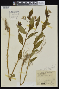 Amsonia tabernaemontana image