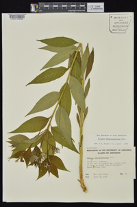 Amsonia tabernaemontana image