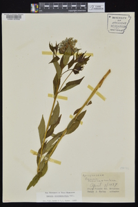 Amsonia tabernaemontana image