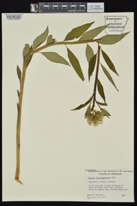 Amsonia tabernaemontana image