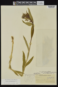 Amsonia tabernaemontana image