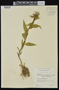 Amsonia tabernaemontana image