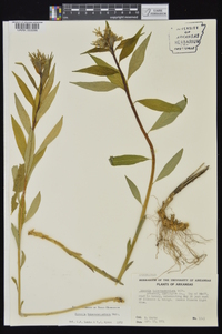 Amsonia tabernaemontana image