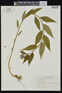 Amsonia tabernaemontana image