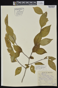 Ilex ambigua image