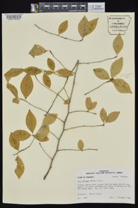 Ilex ambigua image