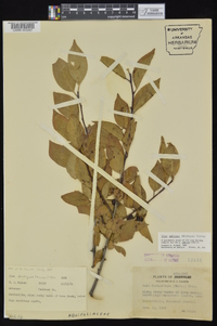 Ilex ambigua image