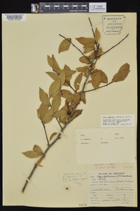 Ilex ambigua image