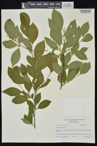 Ilex ambigua image