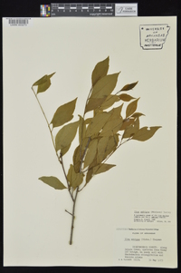 Ilex ambigua image