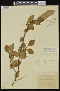 Ilex ambigua image