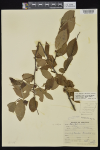 Ilex ambigua image