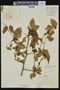 Ilex ambigua image