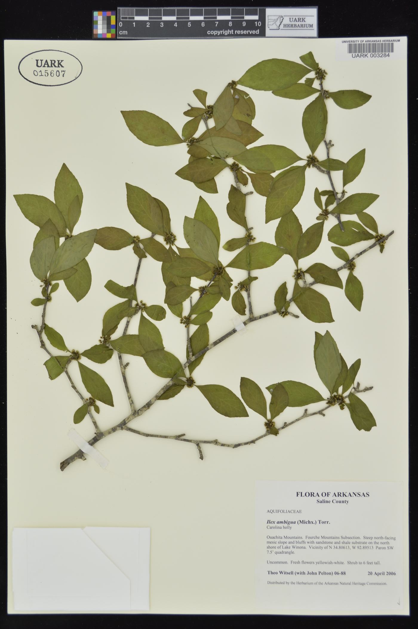 Ilex ambigua image