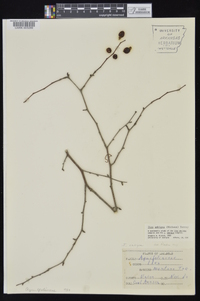 Ilex ambigua image