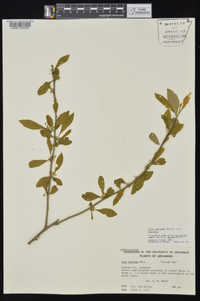 Ilex decidua var. decidua image