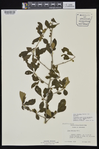 Ilex decidua var. decidua image