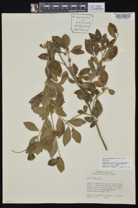 Ilex decidua var. decidua image