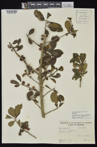 Ilex decidua var. decidua image