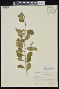 Ilex decidua var. decidua image