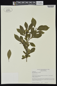 Ilex decidua var. decidua image