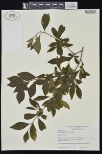 Ilex decidua var. decidua image