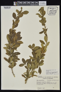 Ilex decidua var. decidua image