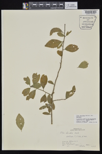 Ilex decidua var. decidua image