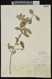 Ilex longipes image