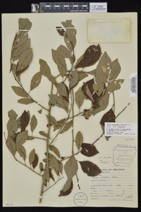 Ilex longipes image