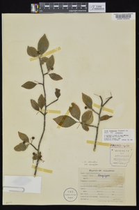 Ilex longipes image