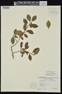 Ilex longipes image