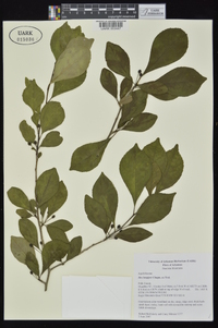 Ilex longipes image