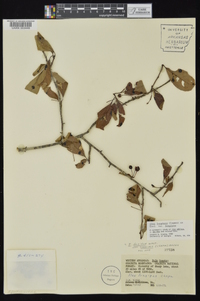 Ilex longipes image