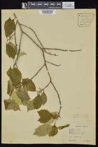 Ilex opaca var. opaca image