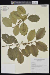 Ilex opaca var. opaca image