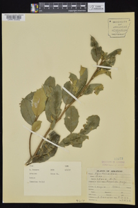 Ilex opaca var. opaca image