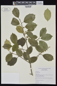 Ilex opaca var. opaca image