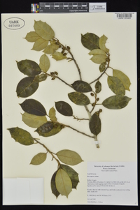 Ilex opaca var. opaca image