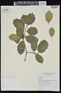 Ilex opaca var. opaca image