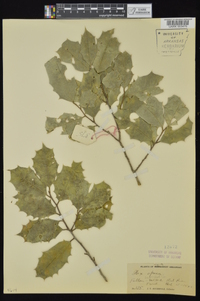 Ilex opaca var. opaca image