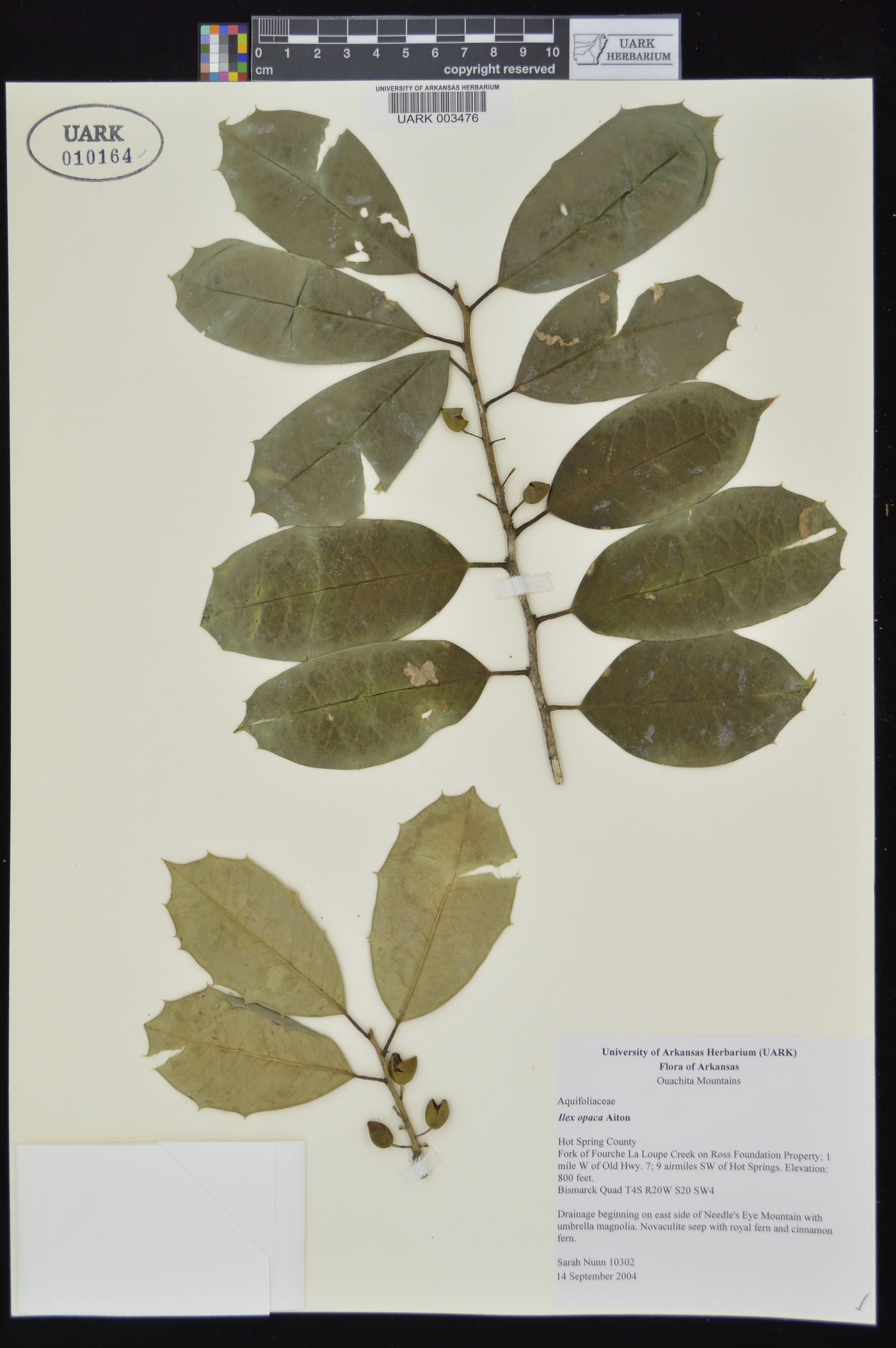 Ilex opaca var. opaca image