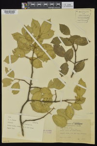 Ilex opaca var. opaca image