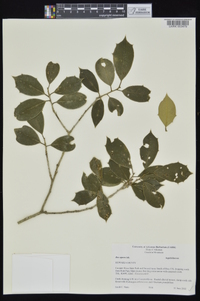 Ilex opaca var. opaca image