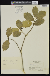 Ilex opaca var. opaca image