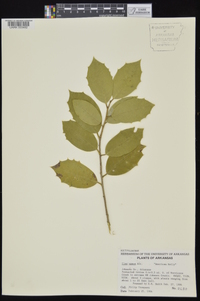 Ilex opaca var. opaca image